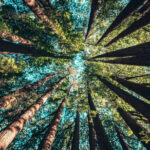 Tree image